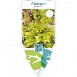 Adiantum pedatum