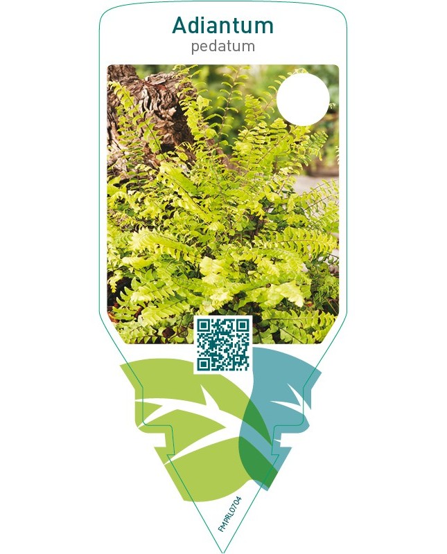 Adiantum pedatum
