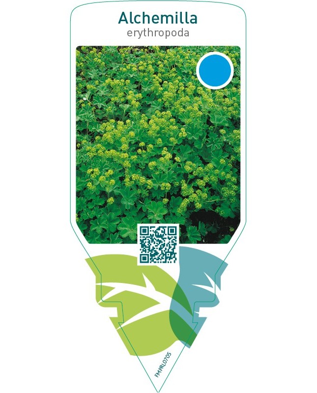 Alchemilla erythropoda