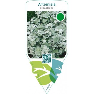 Artemisia stelleriana
