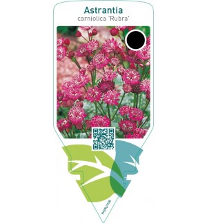 Astrantia carniolica ‘Rubra’