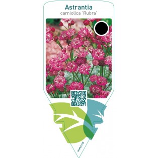 Astrantia carniolica ‘Rubra’