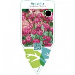 Astrantia carniolica ‘Rubra’