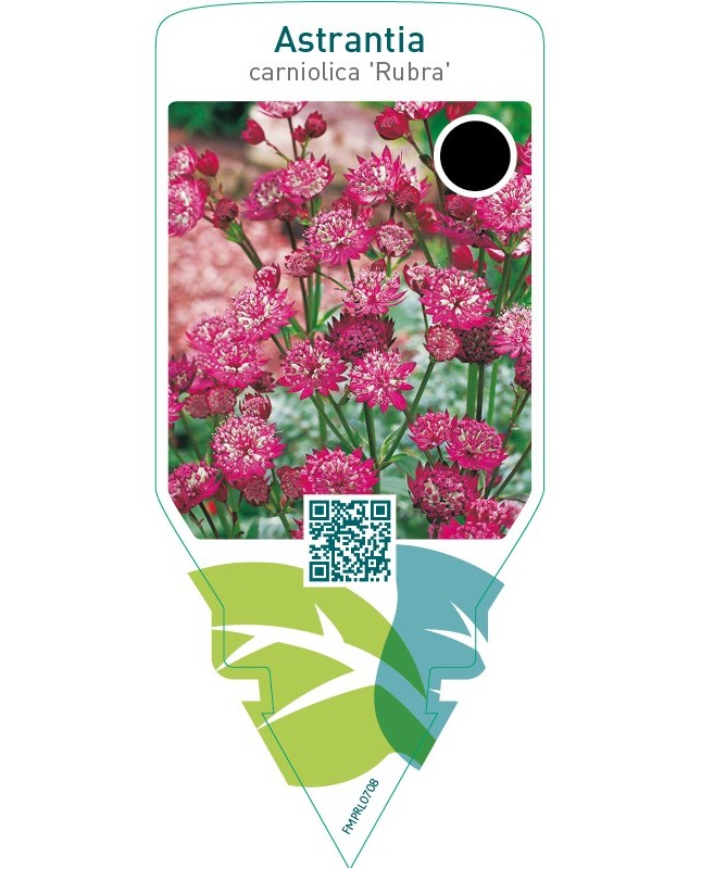 Astrantia carniolica ‘Rubra’