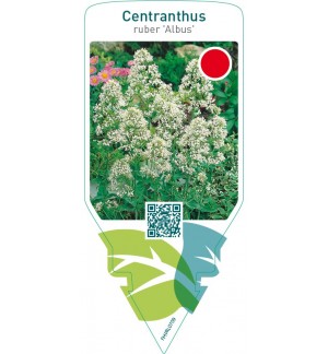 Centranthus ruber ‘Albus’