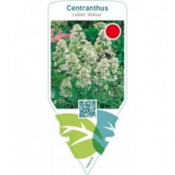 Centranthus ruber ‘Albus’