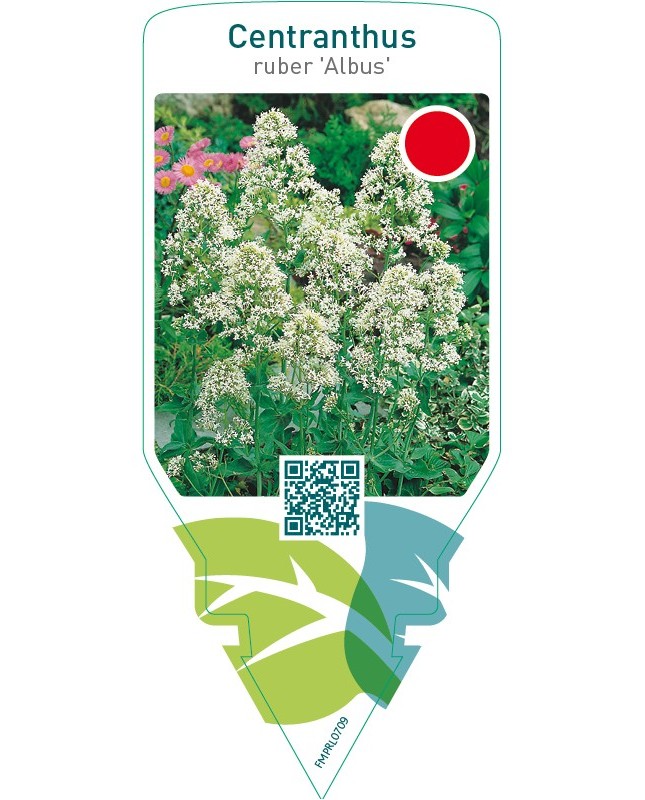 Centranthus ruber ‘Albus’