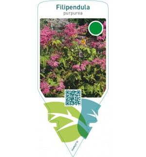 Filipendula purpurea