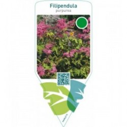 Filipendula purpurea