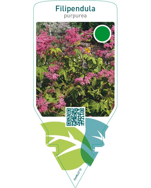 Filipendula purpurea
