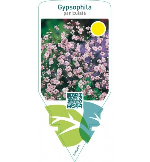 Gypsophila paniculata  pink