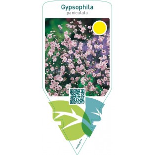 Gypsophila paniculata  pink