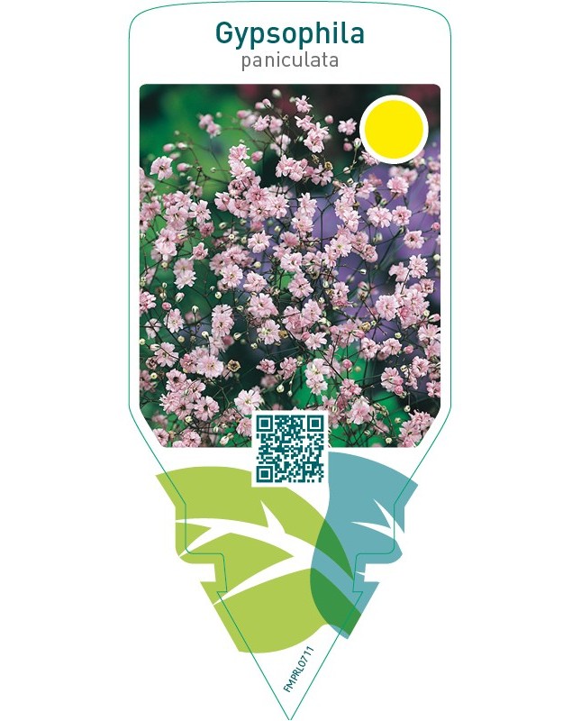 Gypsophila paniculata  pink