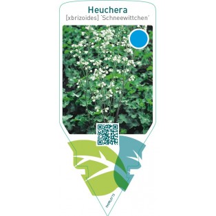 Heuchera brizoides ‘Schneewittchen’