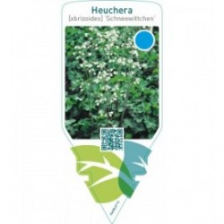 Heuchera brizoides ‘Schneewittchen’