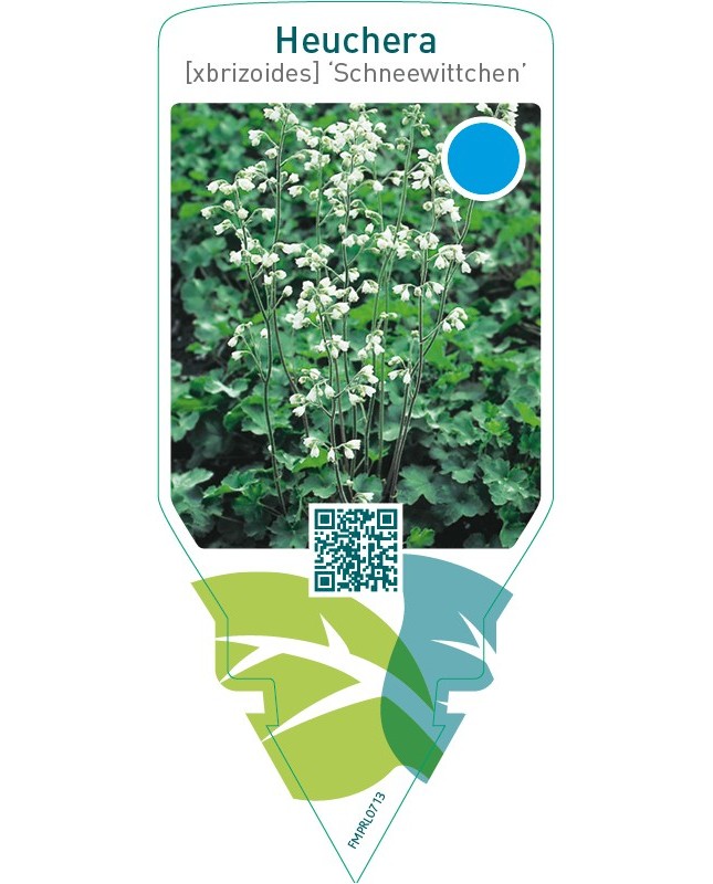 Heuchera brizoides ‘Schneewittchen’