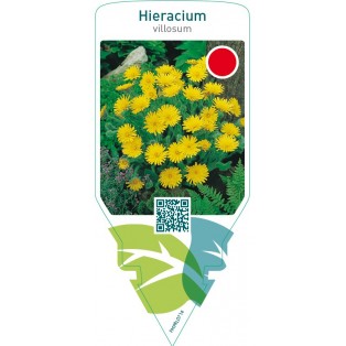 Hieracium villosum