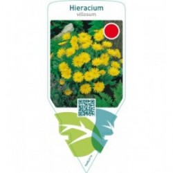Hieracium villosum