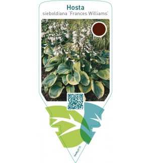 Hosta sieboldiana ‘Frances Williams’
