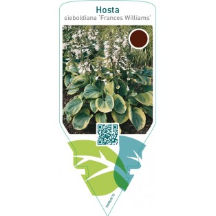 Hosta sieboldiana ‘Frances Williams’