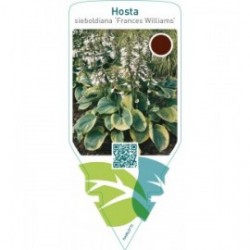 Hosta sieboldiana ‘Frances Williams’