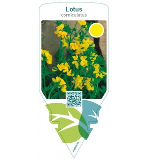 Lotus corniculatus