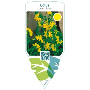 Lotus corniculatus