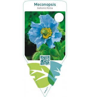 Meconopsis betonicifolia