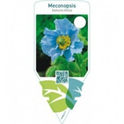 Meconopsis betonicifolia