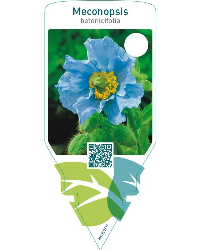 Meconopsis betonicifolia