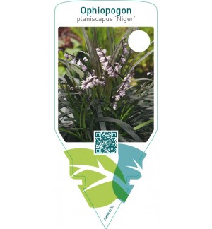 Ophiopogon planiscapus ‘Niger’