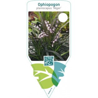 Ophiopogon planiscapus ‘Niger’
