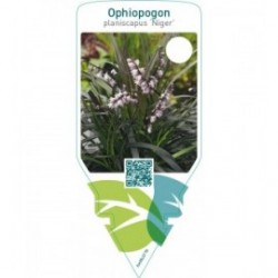 Ophiopogon planiscapus ‘Niger’