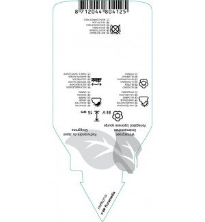 Etichette di Pachysandra terminalis ‘Variegata’ *