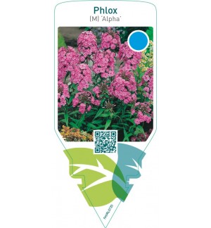 Phlox (M) ‘Alpha’