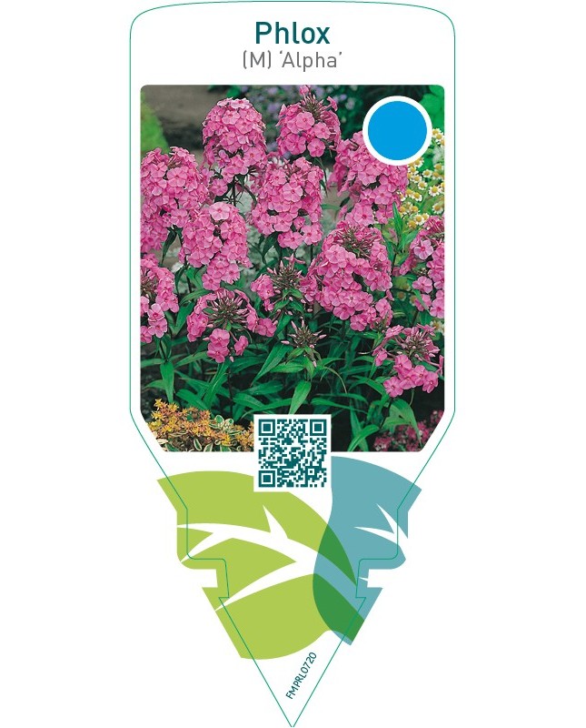 Phlox (M) ‘Alpha’