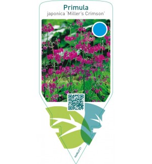 Primula japonica ‘Miller’s Crimson’