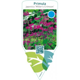 Primula japonica ‘Miller’s Crimson’