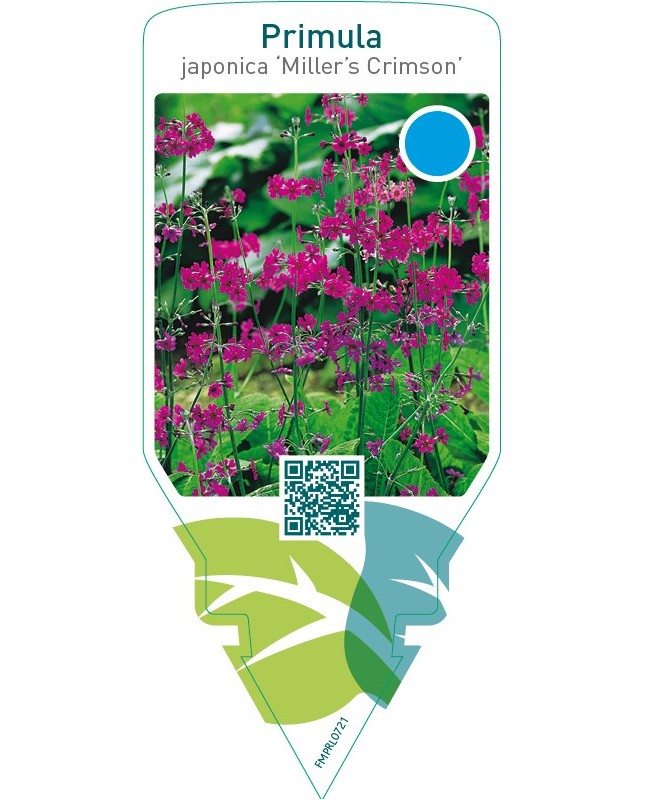 Primula japonica ‘Miller’s Crimson’