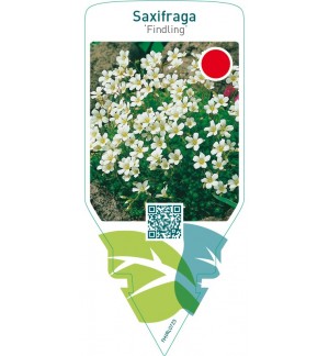 Saxifraga cespitosa ‘Findling’