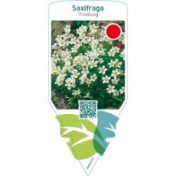 Saxifraga cespitosa ‘Findling’