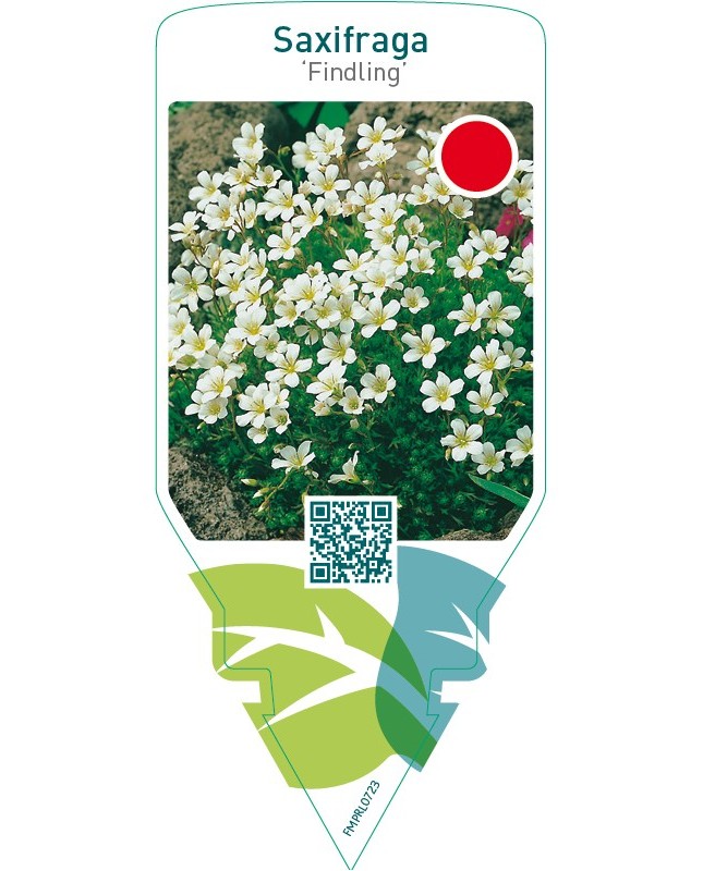 Saxifraga cespitosa ‘Findling’