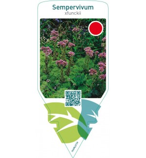 Sempervivum funckii