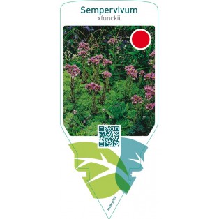 Sempervivum funckii