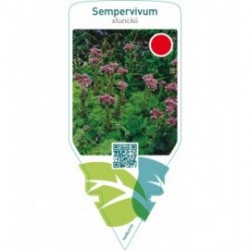 Sempervivum funckii