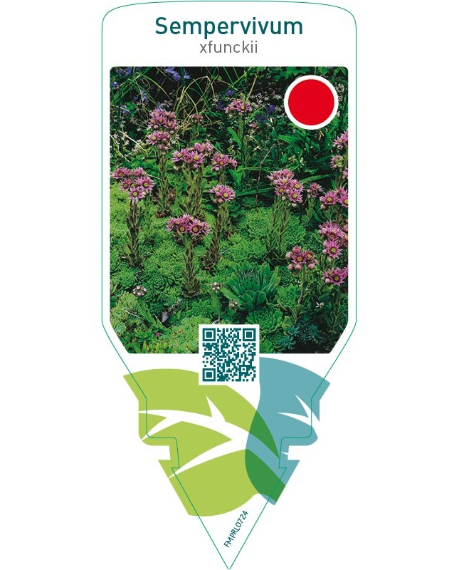 Sempervivum funckii