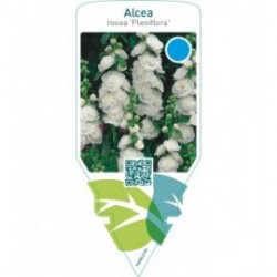 Alcea rosea ‘Pleniflora’  white
