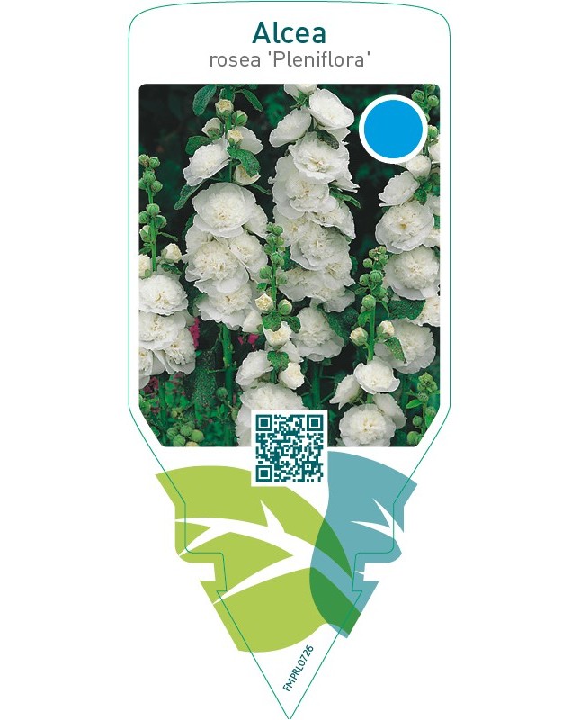 Alcea rosea ‘Pleniflora’  white