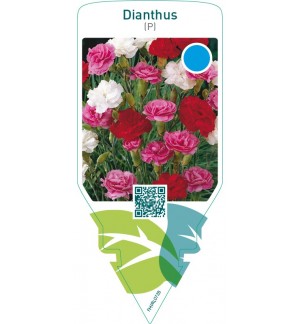 Dianthus (P)  mix