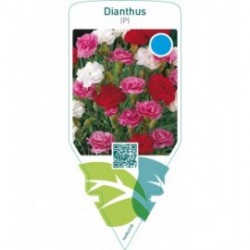 Dianthus (P)  mix